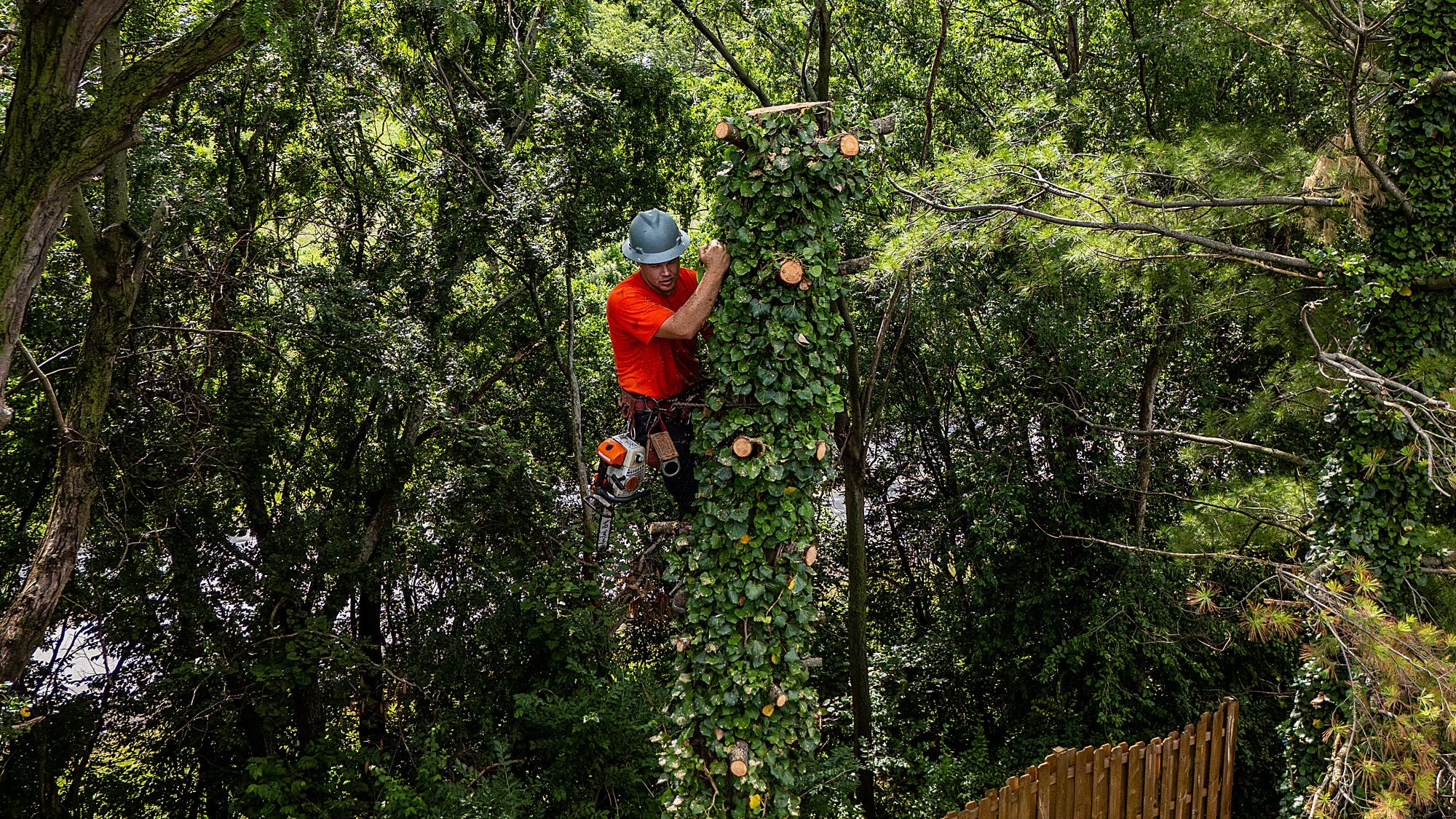 T&K Tree Service climber ascending the canopy, shot by drone