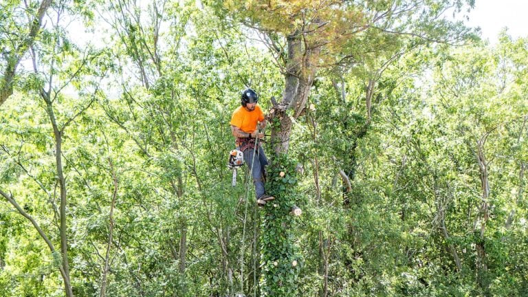 TandK Tree Service Removal drone project