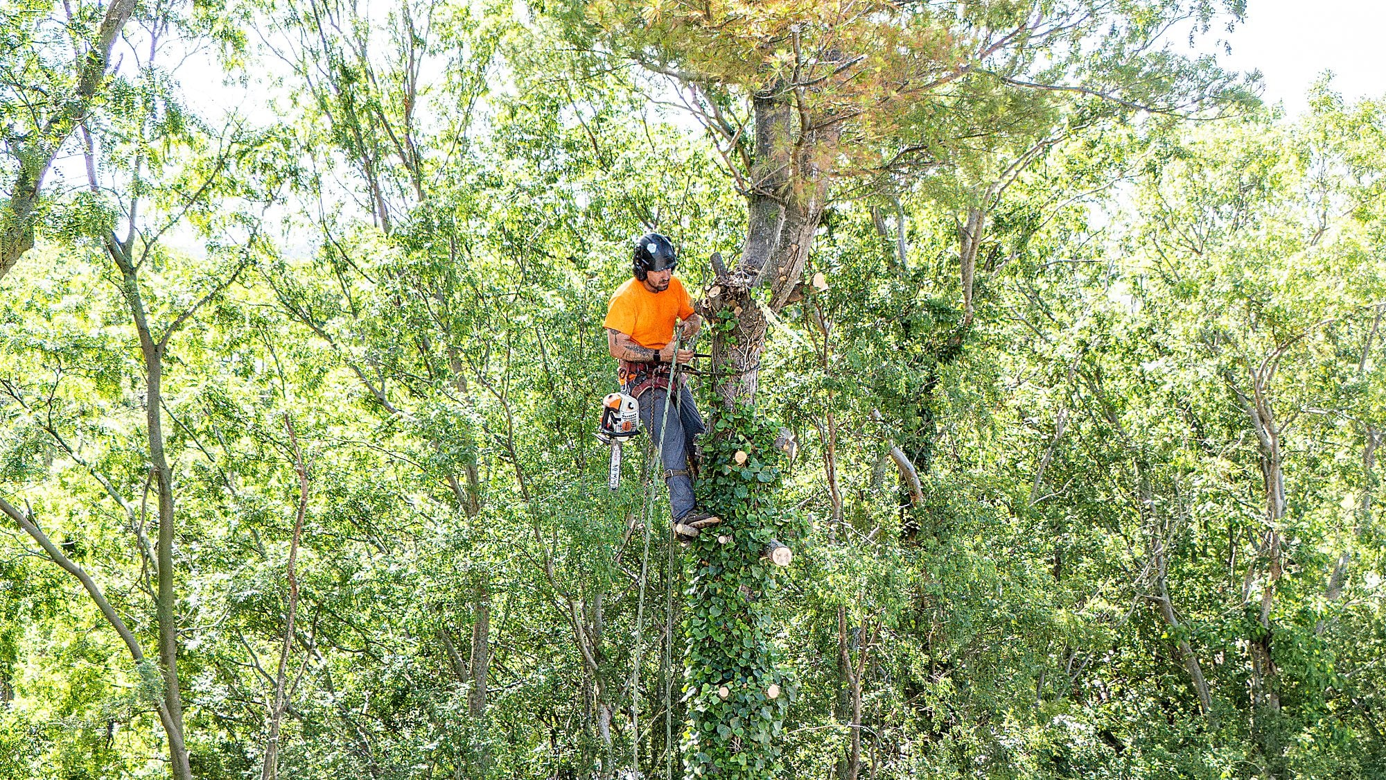 Arborist at the summit of the tree