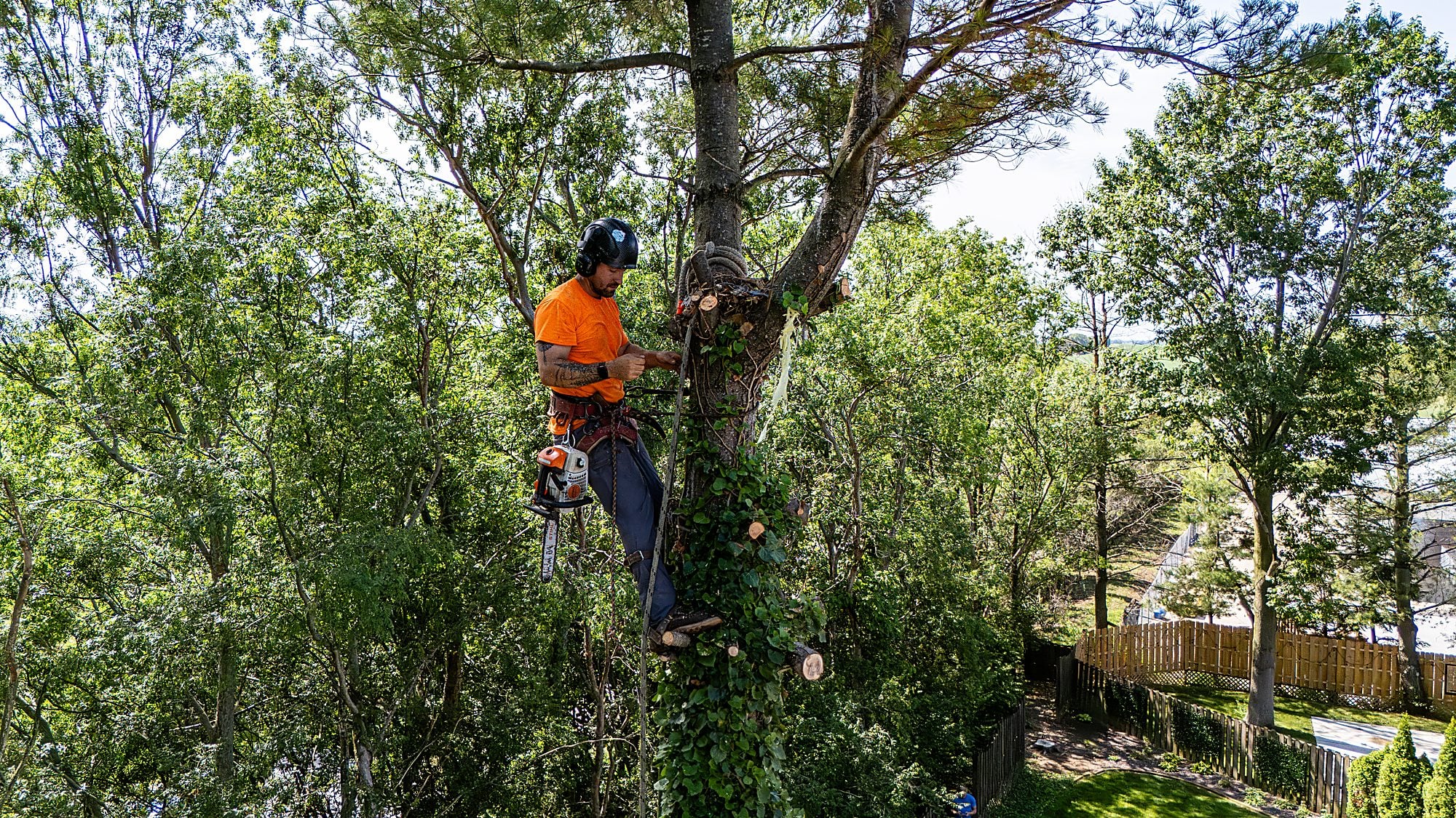 Arborist running a chainsaw high in the tree