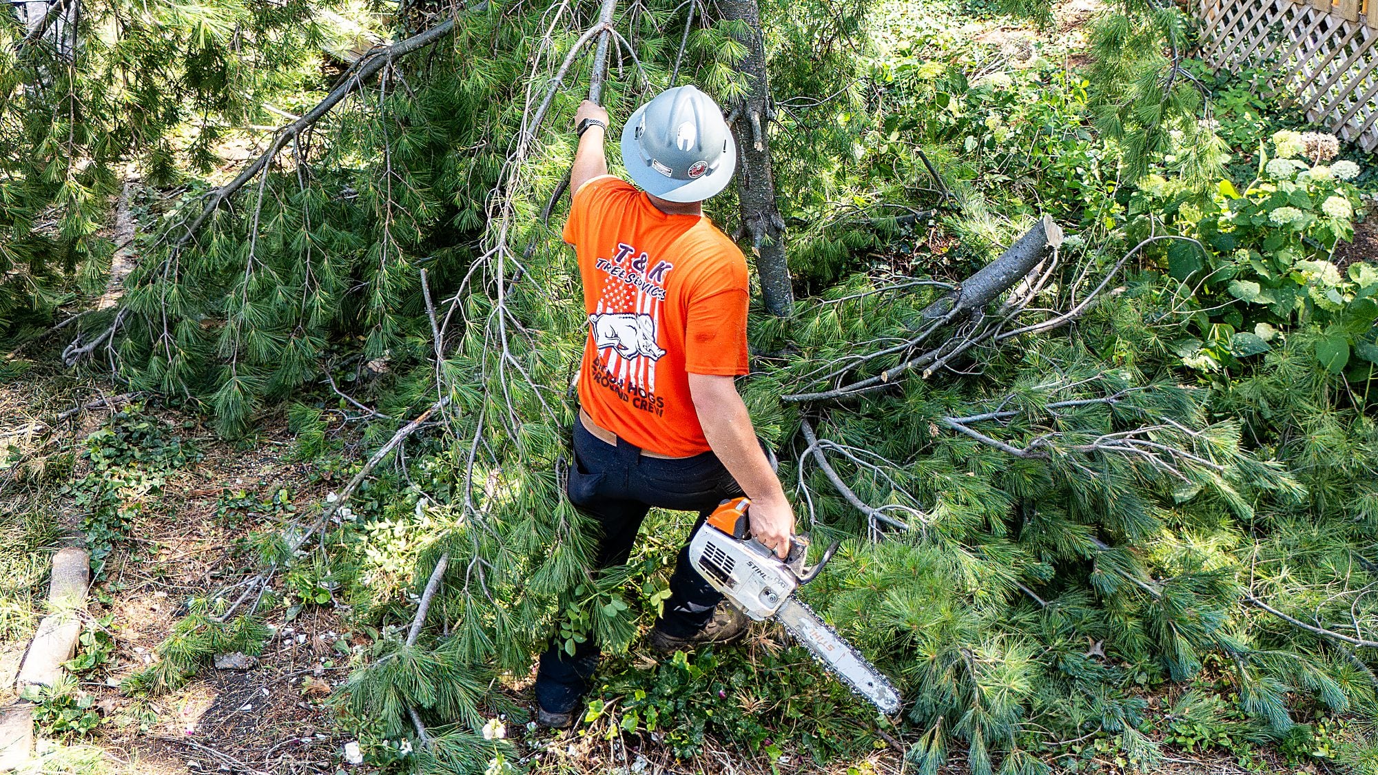 The final cut high in the tree