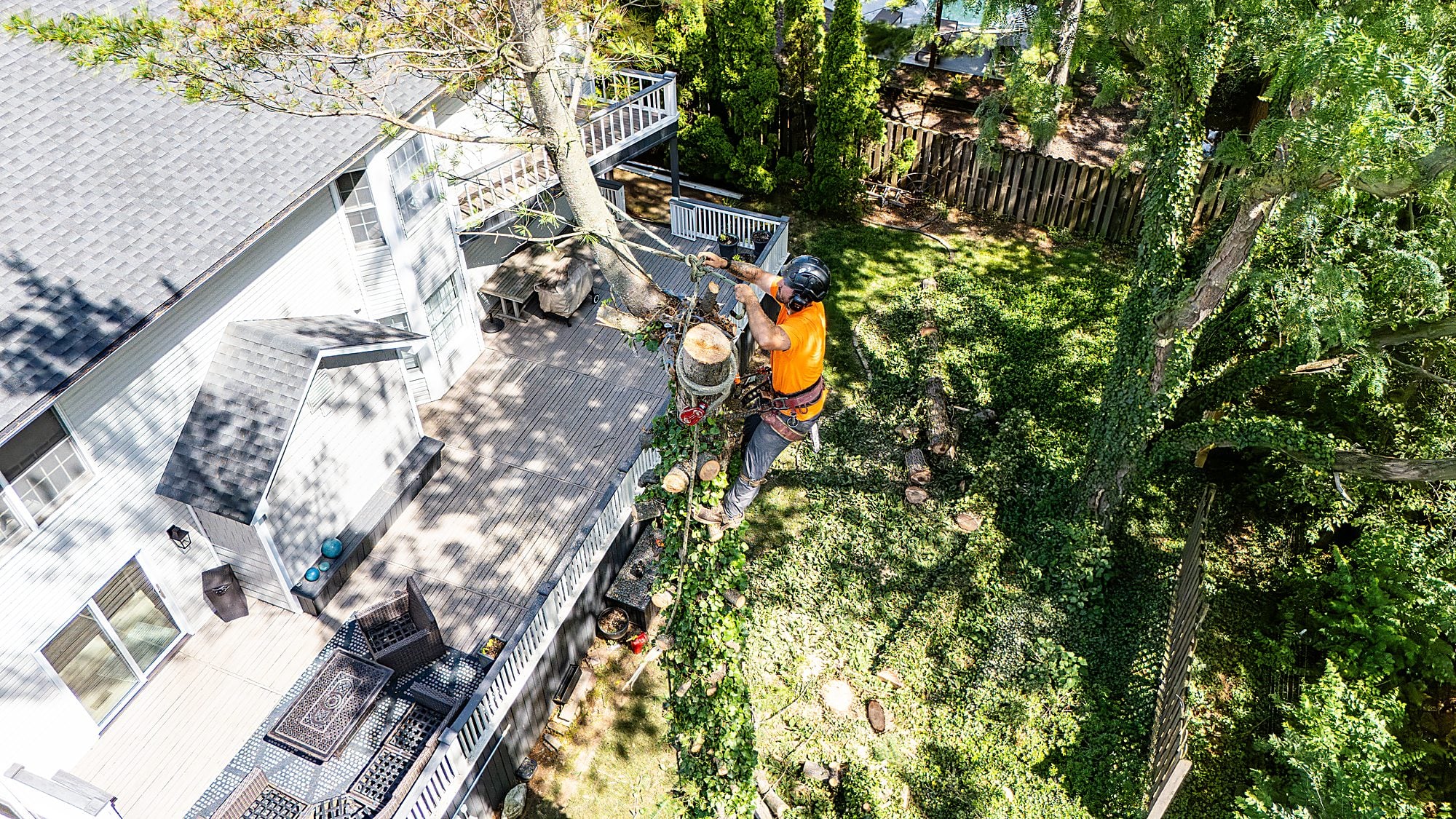 Cut logs after the tree removal, from above